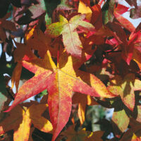 Liquidambar styraciflua 'Autumn Color Globe'