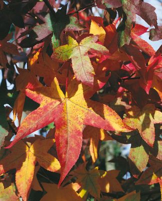 Liquidambar styraciflua 'Autumn Color Globe'