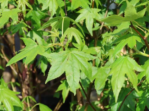 Liquidambar styraciflua 'Autumn Color Globe' - Obrázek 2
