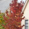 Liquidambar styraciflua - kontejner C30L-v. 175-200 CM-VÍCEKMEN