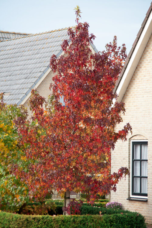 Liquidambar styraciflua - Obrázek 1