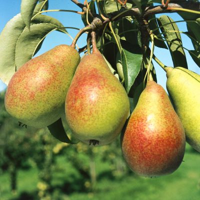 Zakrslá hrušeň 'Louisa'-minihrušeň