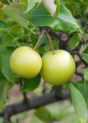 Asijská hrušeň 'Shinseiki'