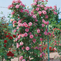 Rosa 'Pink Cloud'