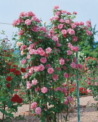 Rosa 'Pink Cloud'