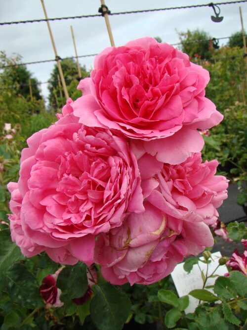 Rosa 'Pink Cloud' - Obrázek 3