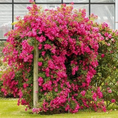 Růže 'LIBERTAS'®-Tantau -stromková, převislá