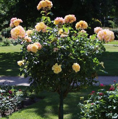 Rosa 'Lampion'®- stromková