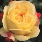 Rosa 'Lampion'®- stromková - Obrázek 2