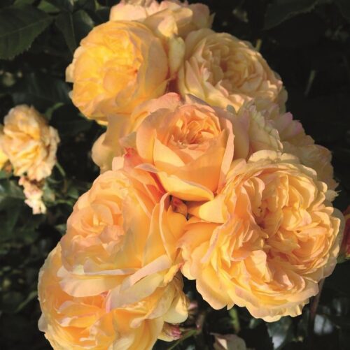 Rosa 'Lampion'®- stromková - Obrázek 3
