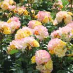 Rosa 'Lampion'®- stromková - Obrázek 5