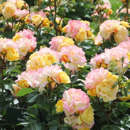 Rosa 'Lampion'®- stromková - Obrázek 5