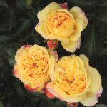 Rosa 'Lampion'®- stromková - Obrázek 6