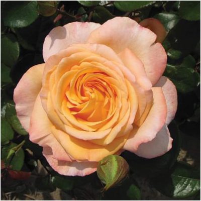 Rosa 'Scented Memory'® Parfum de Nature®