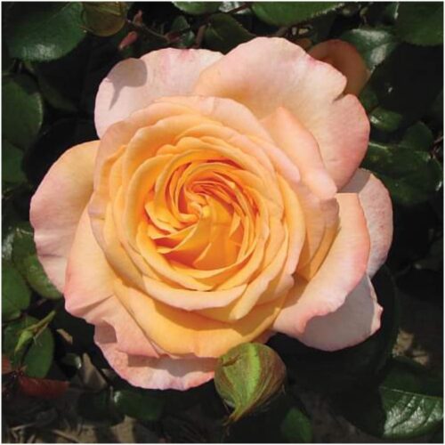 Rosa 'Scented Memory'® Parfum de Nature® - Obrázek 1