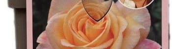 Rosa 'Scented Memory'® Parfum de Nature® - Obrázek 2