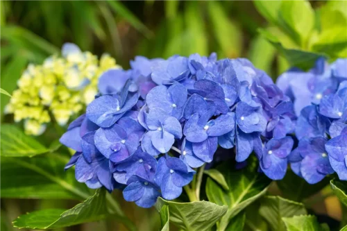 Hydrangea macrophylla 'Jip Blue'® - Obrázek 1