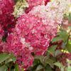 Hydrangea pan. 'Fraise Melba'® - C1,5L 20-30 CM