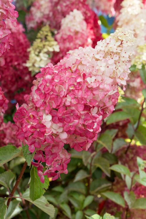 Hydrangea pan. 'Fraise Melba'® - Obrázek 1