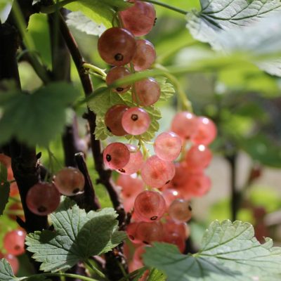 Rybíz růžový 'Rosalinn'