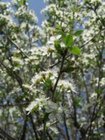 Prunus x eminens 'Umbraculifera' - Obrázek 2