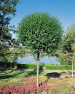 Prunus x eminens 'Umbraculifera'