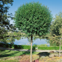 Prunus x eminens 'Umbraculifera'