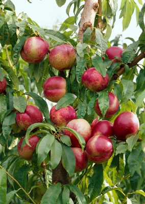 Nektarinka 'Snow Queen'