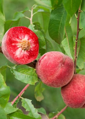 Broskvoň 'Roter Weinberg'