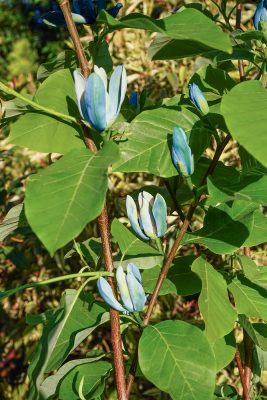 Magnolia acuminata 'Blue Baby'