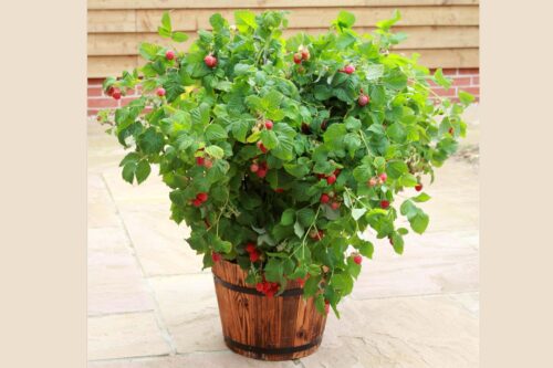 Rubus idaeus 'Ruby Beauty'® - Obrázek 3