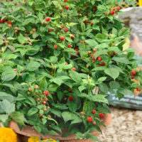 Rubus idaeus 'Ruby Beauty'®