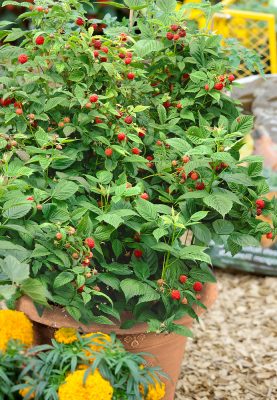 Rubus idaeus 'Ruby Beauty'®