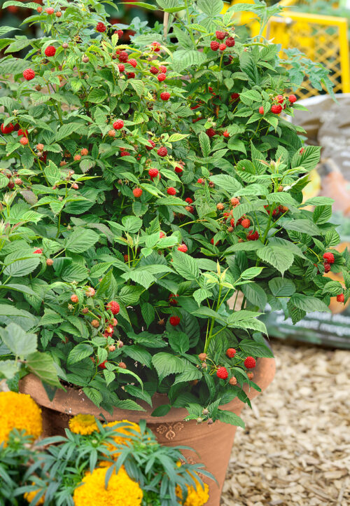 Rubus idaeus 'Ruby Beauty'® - Obrázek 1