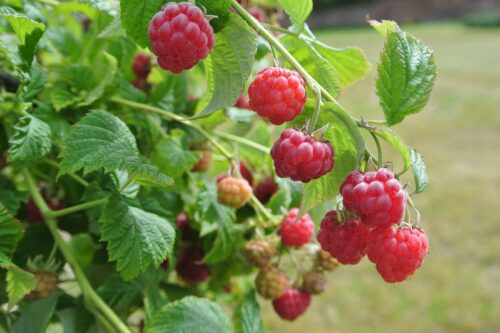 Rubus idaeus 'Ruby Beauty'® - Obrázek 2