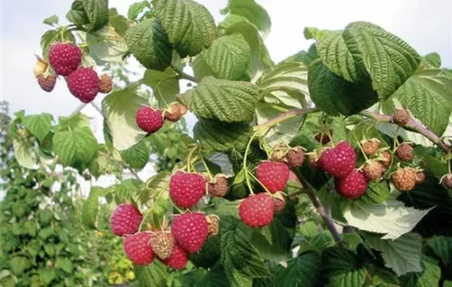 Rubus idaeus 'Rote Schwedin'-terasový - Obrázek 1