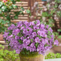 Rhododendron keleticum