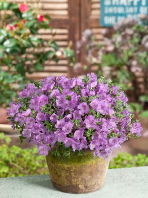 Rhododendron keleticum