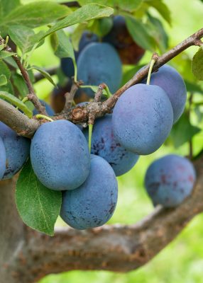 Slivoň 'Toptaste'®