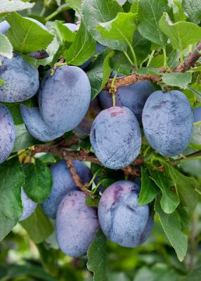 Slivoň 'Čačanská lepotica'