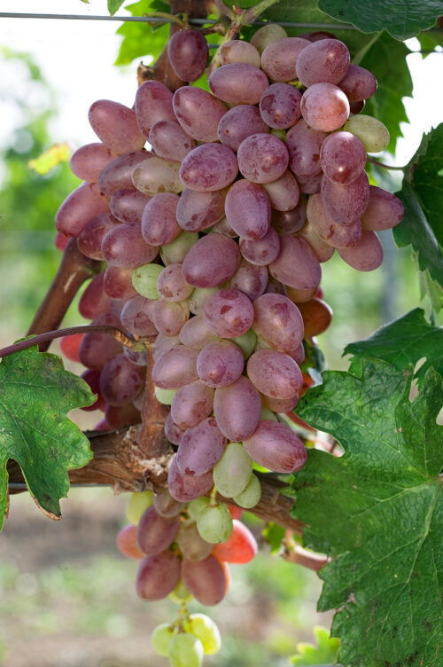 Vitis vinifera 'Jupiter'-bezsemenné - Obrázek 1