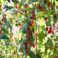 Lycium barbarum 'Instant Succes'