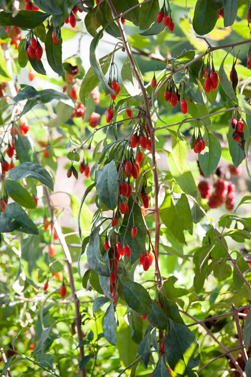 Lycium barbarum 'Instant Succes' - Obrázek 1