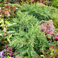 Juniperus pfitzeriana 'Gold Star'