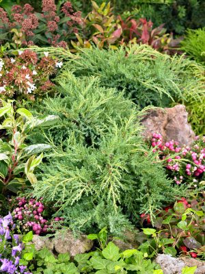 Juniperus pfitzeriana 'Gold Star'