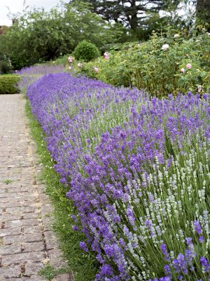 Lavandula angustifolia 'Dwarf Silver'