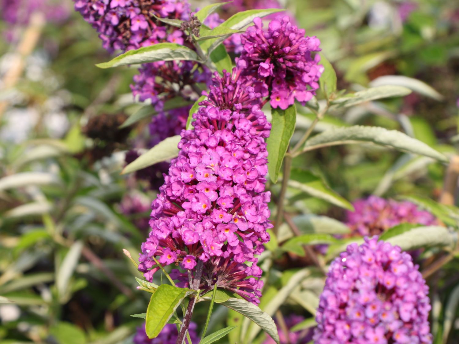 Buddleja davidii 'Free Petite® Tutti Fruitti' - Obrázek 1