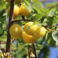 Slivoň 'Minimirabelka' - zakrslá