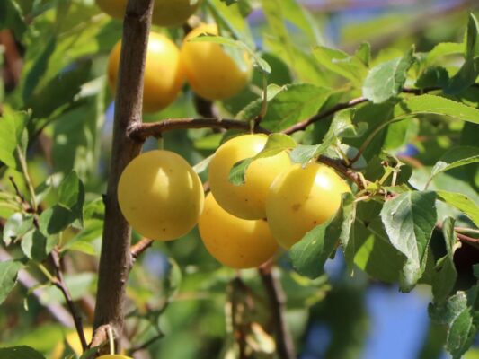 Slivoň 'Minimirabelka' - zakrslá