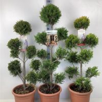 Cupressocyparis leylandii 'Gold Rider' - Kontejner 9 l (PONPON)